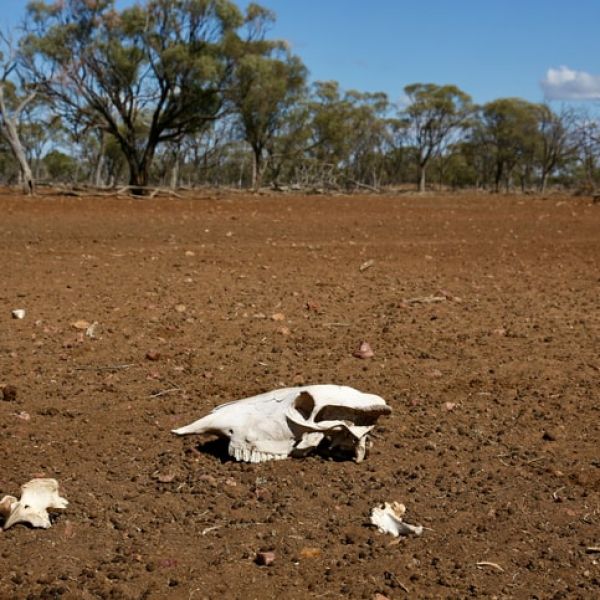 Bones from presumably a cow are scattered on brown, dry land
