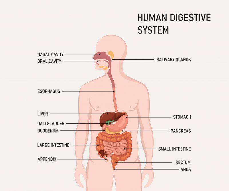 Human digestive system diagram