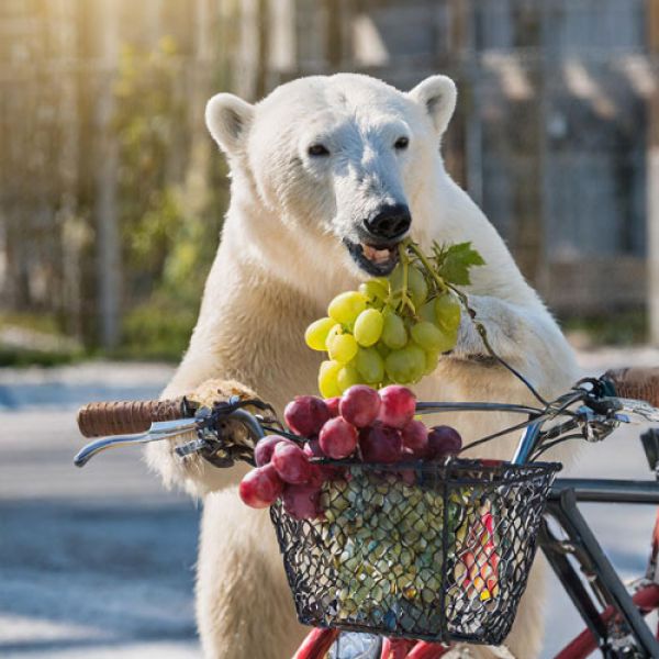 ai generated image of polar bear - Using text to image generative AI tools