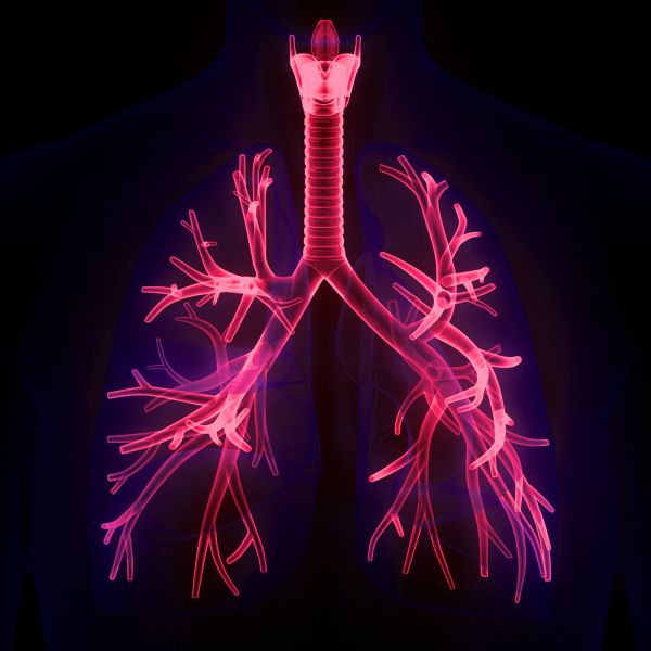 Human Respiratory System Lungs Anatomy. New study aims to put asthma into remission  