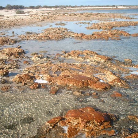 Novel ultraviolet radiation filters from extreme environments