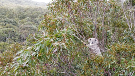 A baby koala clings to its mother, nestled on the treetops of Sugarloaf. Credit: Daryn McKenny.