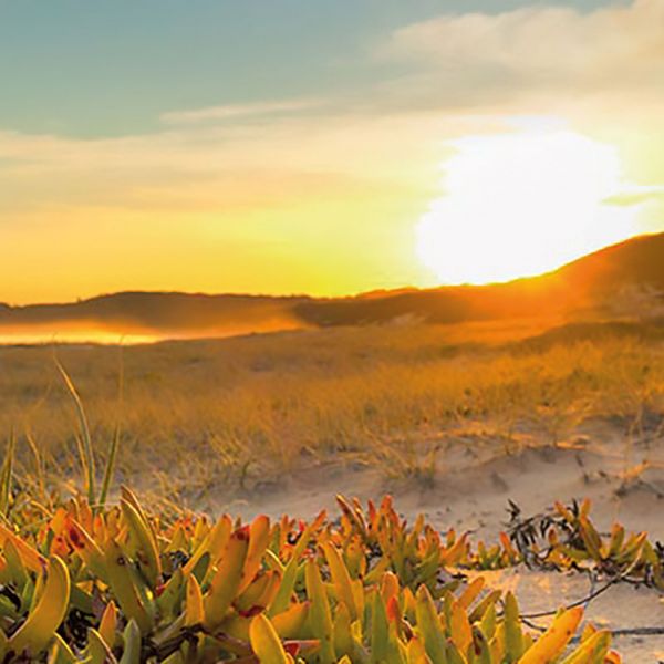 Photo of the sunrise taken at the beach.. New scholarship explores politics of biodiversity  
