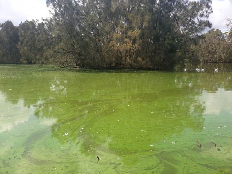 A pond with green water