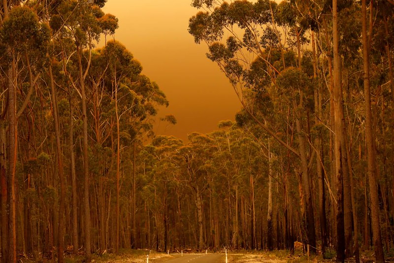 Thick smoke on a road near Mallacoota, Victoria. (c) Ninian Reid cc