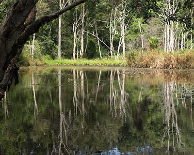 shortland wetlands
