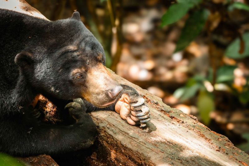 A sun bear resting its head on a tree trunk in a forested environment.