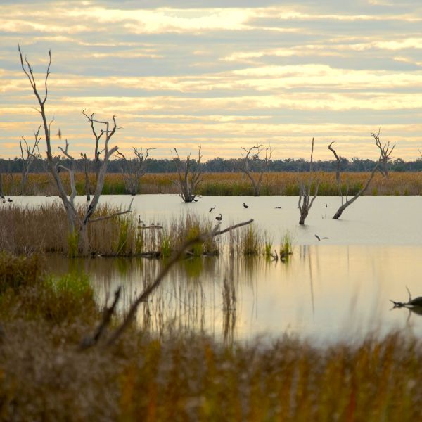 Centuries-old coolabahs reveal how water and climate shaped the Gwydir Wetlands