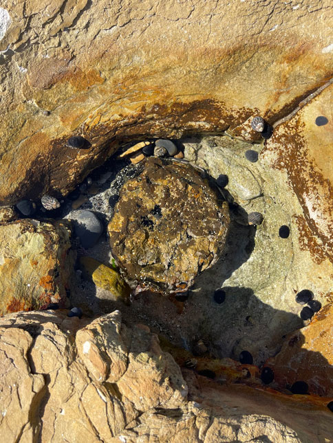 Rock pool with shells and small creatures.