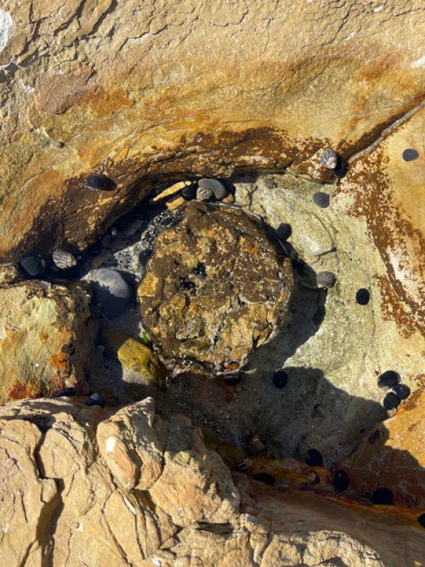 Rock pool with shells and small creatures.