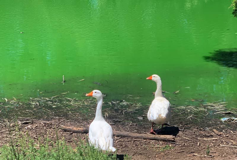 Image of two ducks next to a green pond