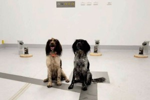sniffer-dogs