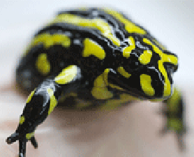 Southern Corroboree Frog. Frog Research