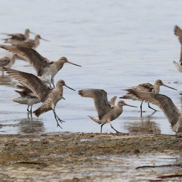 Picture of birds landing on the shore of a body of water and sand.. Under their wing: new ornithology scholarship