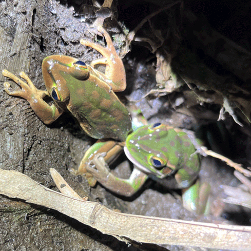 Meal or mate: exploring the evidence of sexual cannibalism among amphibians