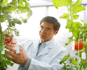 Yong Ling Ruan. Future of agriculture looks sweet 