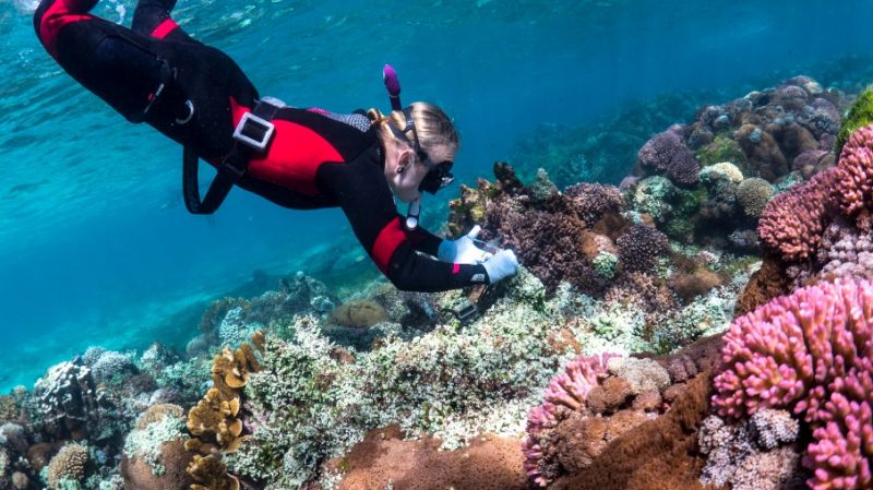 Coastal and Marine Science student scuba diving