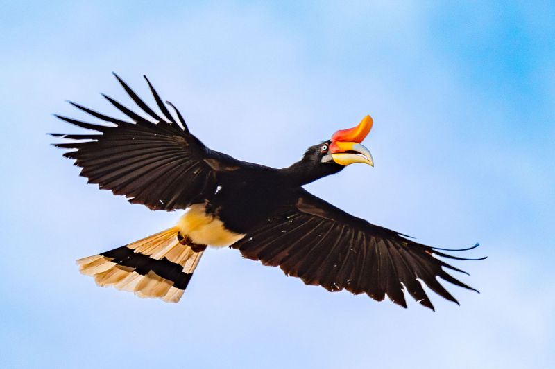 A Rhinoceros Hornbill in flight, displaying its large wingspan and distinctive yellow and orange beak against a pale blue sky.