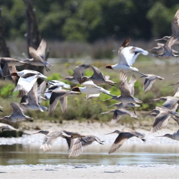 The Impact of PFAS Contamination on Shorebird Health and Behaviour
