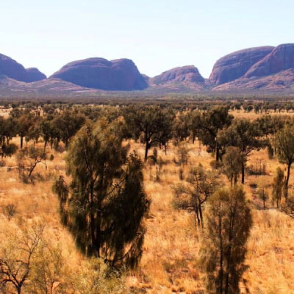 Safe havens protect Australian mammals from invasive predators. Why aren’t they working for other animal groups?