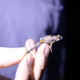 Mahony Toadlet. Unlikely urban frog discovery surprises scientists