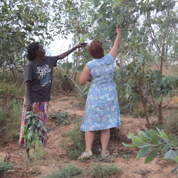 collecting-bush-medicine.jpg Dr Kate Senior collecting bush medicine