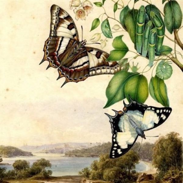 Illustration of butterflies by the Scott Sisters