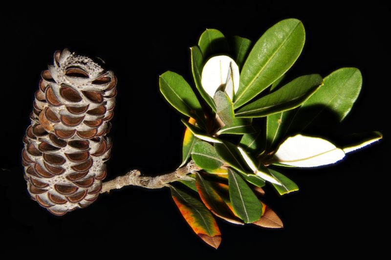Banksia-integrifolia