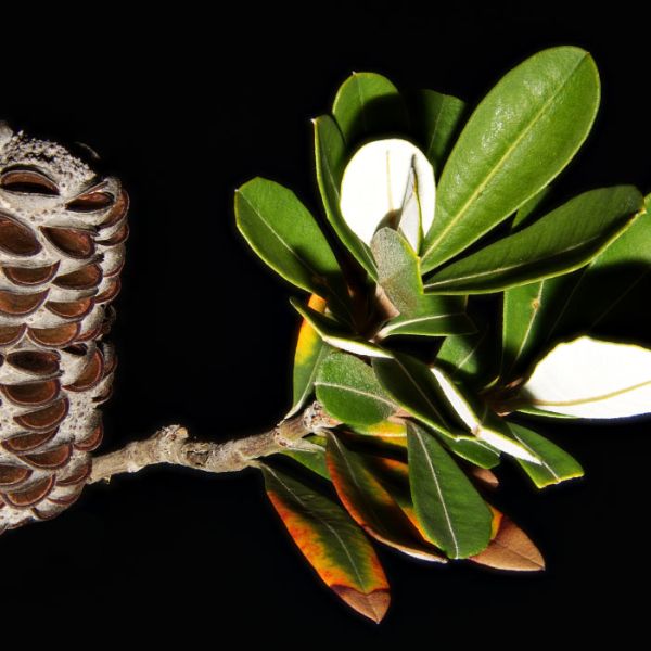 Banksia-integrifolia