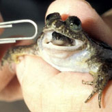 Researchers hand holding frog