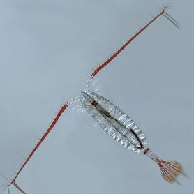 Image of plankton. Plankton species at risk from climate change