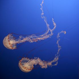 Image of box jellyfish. Box jellyfish stings warrant an icy reception
