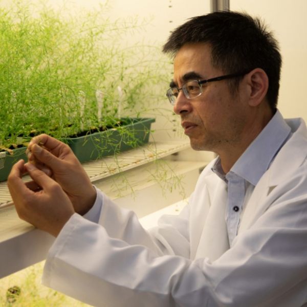 Professor Yong-Ling Ruan looking at some plants. Roadmap laid out for next generation of crops for high productivity and resilience to climate change .