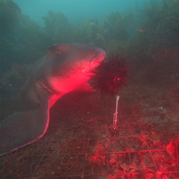 New video shows sharks making an easy meal of spiky sea urchins