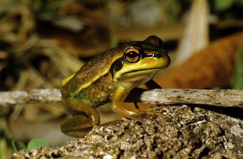 Image of a green and golden bell frog