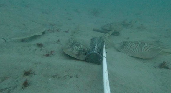 Flathead and Fiddler Rays at Callala North Aquaculture Lease site, observed using Baited Remote Underwater Video cameras (BRUVS)