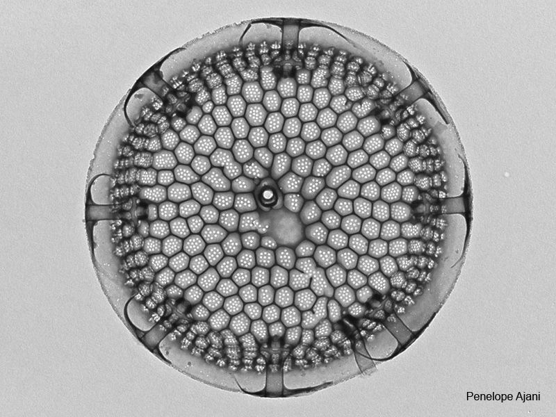 Marine diatom Thalassiosira