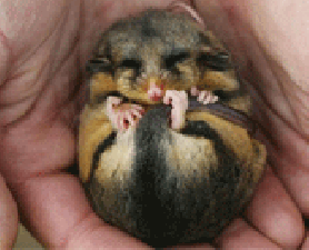 Threatened marsupial. Wildlife Research Centre