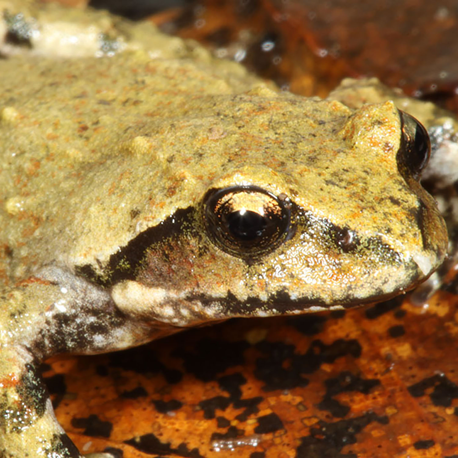 image of pale green coloured frog