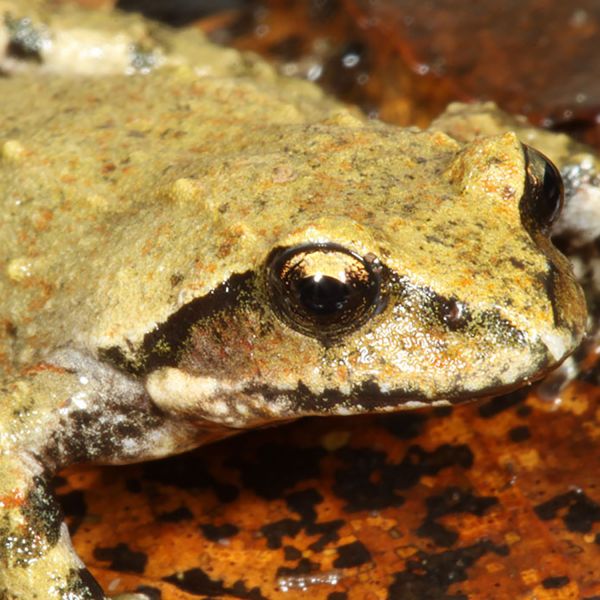 New mountainfrog species identified in Southeast Queensland