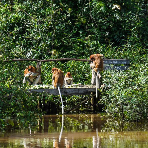 Borneo-Monkeys resting 